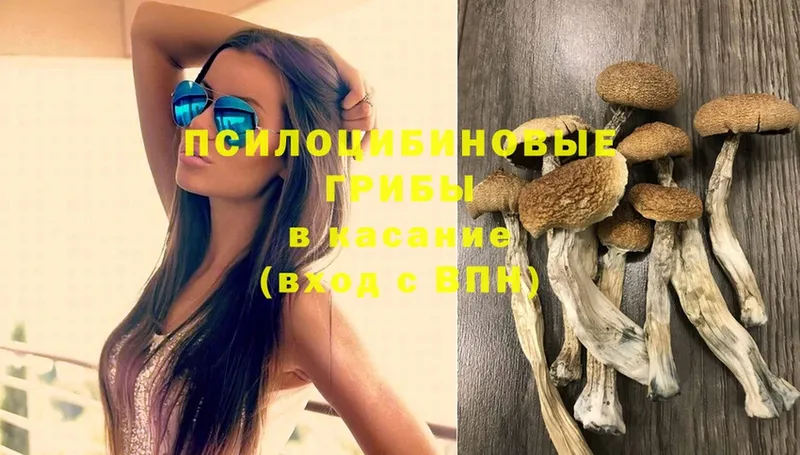 где купить наркоту  блэк спрут ТОР  Галлюциногенные грибы MAGIC MUSHROOMS  Белёв 